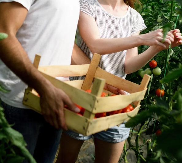 Organic Gardening